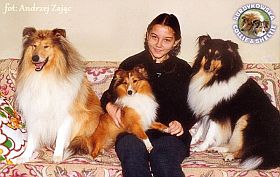 Owczarki Szkockie Collie - Redźi i Mercia oraz Owczarek Szetlandzki Sheltie -Boni z miłym gościem :) Redzi, Boni i Mercia z gościem