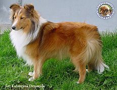 Owczarek Szetlandzki Sheltie - BONI Boni - Boni 2 lata 5 miesięcy 1 tydzień