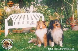 Owczarki Szetlandzkie Sheltie - Boni i Harnaś :) Boni -Boni - Boni 2 lata 5 i pół miesiąca