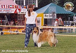 Owczarek Szkocki Collie - MŁ.CH.PL. AMORIC Surdykowska FCI Amorik - wystawa Sopot 09.08.2003