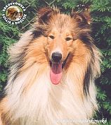 Owczarek Szkocki Collie - MŁ.CH.PL. AMORIC Surdykowska FCI Amorik - wystawa Poznań 09.11.2003