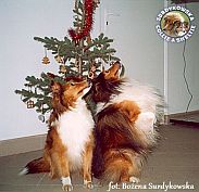Owczarki Szetlandzkie Sheltie - CH.PL. BONI & CH.PL. RISS Asketila :) Boni i Rysio