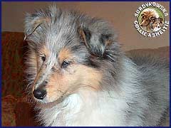 Owczarek Szkocki Collie - BLUE PENELOPE vom Schloß Ramstedt Penelopka 2,5 mies
