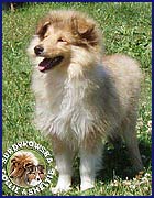 Owczarek Szkocki Collie - RONJA vom Schloß Ramstedt Ronja 3 mies