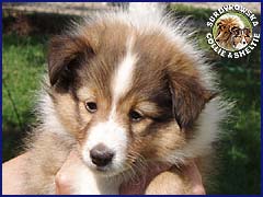 Owczarek Szetlandzki Sheltie - Frania 6 tyg Frania 6 tyg