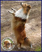 Owczarek Szetlandzki Sheltie - GROTA Surdykowska FCI Grocia młoda