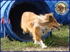 Grocia - pierwsze zawody agility FORT CUP 3 Pruszków