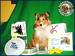 Owczarek Szetlandzki Sheltie - GROTA Surdykowska FCI Grocia - pierwsze zawody agility FORT CUP 3 Pruszków