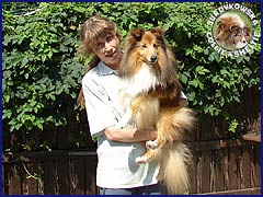 Owczarek Szetlandzki Sheltie - Lundecock's Watermark Bożena i Mandel