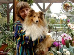 Owczarek Szetlandzki Sheltie - INT.CH. Hjalte's SKERLAND MAJESTIC SOUND Wizyta w hodowli vom Erkelenzer Land - Sammy
