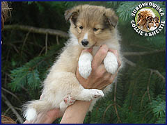 Owczarek Szetlandzki Sheltie - Lusia 6 tyg Lusia 6 tyg