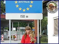 Powrót ze Słowenii - szczeniaczek Sheltie Powrót ze Słowenii - Bożena i szczeniaczek Sheltie