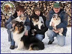 Owczarki Szkockie Collie - Amy, Harnaś, Iron Hawk oraz ich mama Ginny Amy, Harnaś, Iron Hawk, Ginny