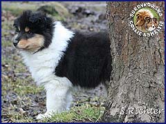 Owczarek Szkocki Collie - Harnaś 10 tyg Harnaś 10 tyg