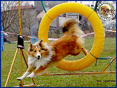 Owczarki Szetlandzkie Sheltie - Grota i Ghandi Grota i Ghandi agility