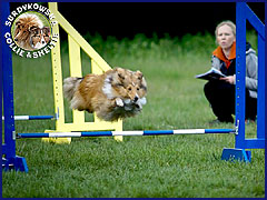 Owczarek Szetlandzki Sheltie - LEOŚ AMOR MICKY Surdykowska FCI Leoś agility
