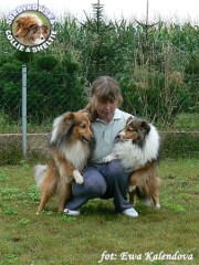 Owczarki Szetlandzkie Sheltie - Redy i Frania Redy i Frania