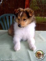Owczarek Szetlandzki Sheltie - Fiduś 8 tyg Fiduś 8 tyg