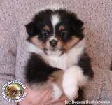 Owczarek Szetlandzki Sheltie - Polly 6 tyg Pollcia 6 tyg