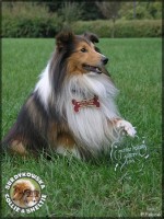 Ghandi - mistrz Polski agility