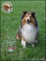 Ghandi - mistrz Polski agility