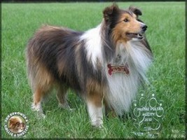 Ghandi - mistrz Polski agility