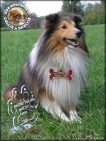 Ghandi - mistrz Polski agility
