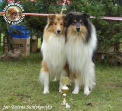 Owczarki Szkockie Collie - MŁ.CH.PL.; MŁ.ZW.KLUBU Scottica's INDIAN LOVE OF MY LIFE oraz Scottica's HARNAŚ SURDYKOWSKA FCI Lovcia i Harnaś - wystawa Klubowa 19.09.2010