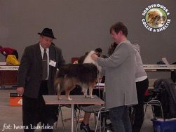 Owczarek Szetlandzki Sheltie - CH.PL. IRYSEK SCOTT Surdykowska FCI Irysek - wystawa Kielce 13.11.2010