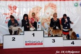 Owczarek Szetlandzki Sheltie - CH.PL. BONI Boni - wystawa walentynkowa Bydgoszcz 11.02.2012