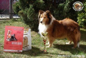 Owczarek Szetlandzki Sheltie - CH.PL. BONI Boni - wystawa walentynkowa Bydgoszcz 11.02.2012