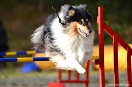 Jagódka na seminarium agility