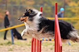Jagódka na seminarium agility