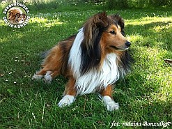 Bonzo