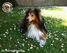 Bonzo