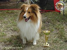 Owczarek Szetlandzki Sheltie - KASANOVA RED ze Skalní vyhlídky Redzik - wystawa Chojnice 28.07.2013