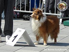 Owczarek Szetlandzki Sheltie - CH.PL. BONI Boni - wystawa Sopot 11.08.2013