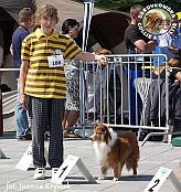 Owczarek Szetlandzki Sheltie - CH.PL. BONI Boni - wystawa Sopot 11.08.2013