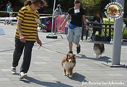 Owczarki Szetlandzkie Sheltie - CH.PL. BONI & CH.PL. CELINKA Surdykowska FCI Boni i Celinka - wystawa Sopot 11.08.2013