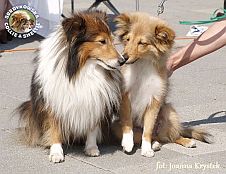 Owczarki Szetlandzkie Sheltie - CH.PL. CELINKA Surdykowska FCI z wnuczką BEAUTY SMALL PRINCESS DAUGHTER IRYSKA SURDYKOWSKA Płomień Miłości :) Celinka z wnuczką Holly - wystawa Sopot 11.08.2013