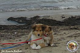 Owczarek Szkocki Collie - DARK KNIGHT JOKER Surdykowska FCI oraz Owczarek Szetlandzki Sheltie - EMIL THE LITTLE PRINCE Surdykowska FCI :) Dark 9 i pół tygodnia oraz Emilek 7 tygodni