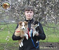 FOLLOWING LOVE PRINCESS & GORDIAS WILLOW OF MYSTERY