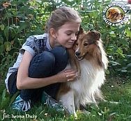 Owczarek Szetlandzki Sheltie - ZORKO SWEET FRIENDLY LITTLE BOY Surdykowska FCI ZORKO SWEET FRIENDLY LITTLE BOY - Zorko z Darią