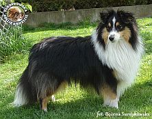 Owczarek Szetlandzki Sheltie - BEAUTIFUL PRINCE STONE Surdykowska FCI Benio