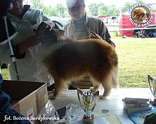 Owczarek Szetlandzki Sheltie - CH.PL. BONI Pastelowy Raj at Surdykowska FCI Boni - wystawa Gdynia 22.06.2014