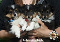 Lucky, Jolie, Black