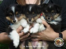 Lucky, Jolie, Black