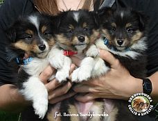 Lucky, Jolie, Black