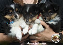 Lucky, Jolie, Black