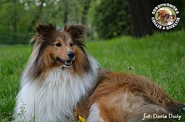 Owczarek Szetlandzki Sheltie - ZORKO SWEET FRIENDLY LITTLE BOY Surdykowska FCI ZORKO SWEET FRIENDLY LITTLE BOY - Zorko